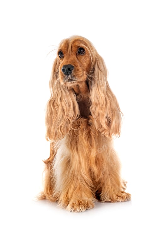Preview: English Cocker Spaniel