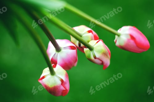 Preview: Light pink tulips on a green background