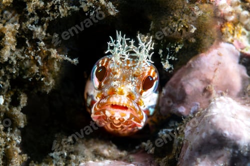 Preview: Close up fringe head blenny