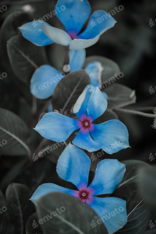 Preview: Beautiful picture of flowers with dark leafs