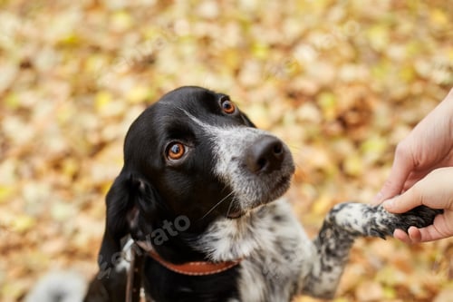 Preview: Spaniel dog with long ears walks in the autumn Park and looks at the owner. Dog on nature, Russian