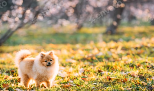 Preview: Young Red Puppy Pomeranian Spitz Puppy Dog Posing Outdoor In Autumn Grass
