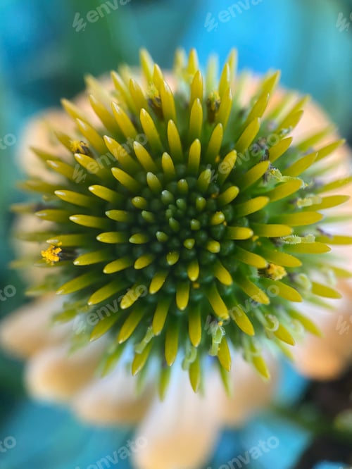 Preview: Green coneflower