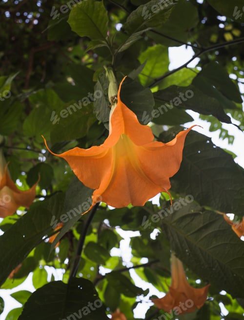 Preview: Angel's trumpet flower
