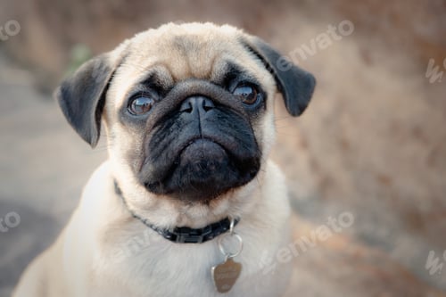 Preview: Baby Pug