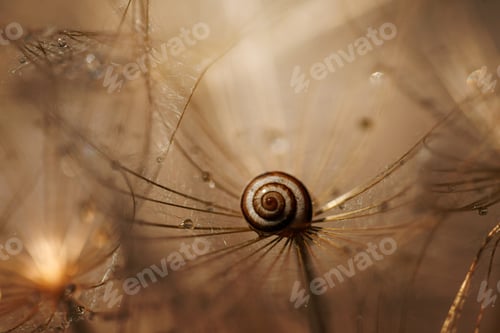 Preview: Snail sits on the dandelion. Nature concept, macro photography