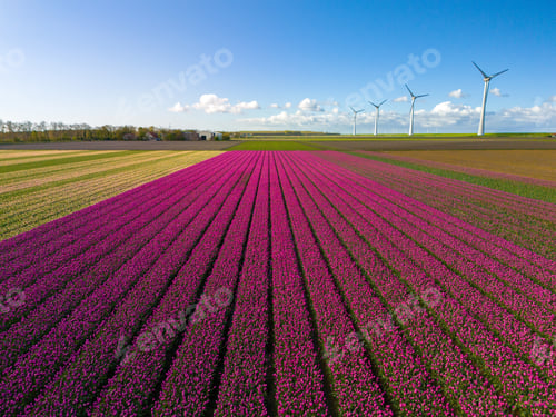 Preview: A vibrant field of flowers dances gracefully in the breeze beneath a backdrop of majestic wind