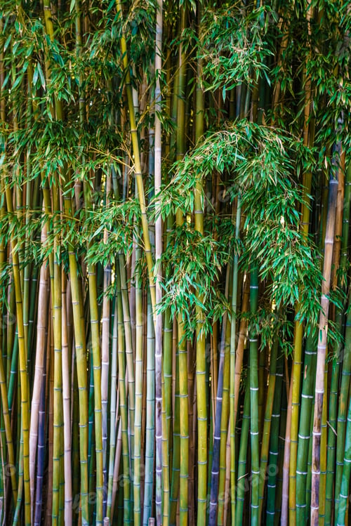 Preview: Asian Bamboo forest,natural background