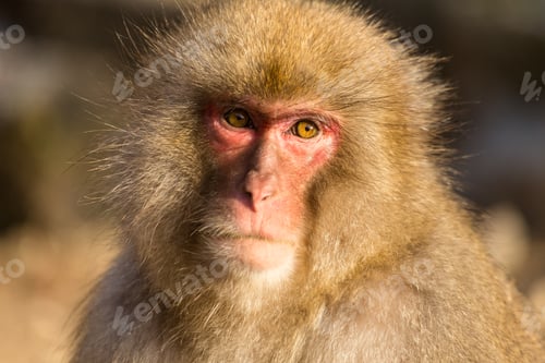 Preview: Snow Monkey