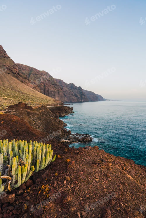 Preview: Cactus with flowers growing near mountain and sea