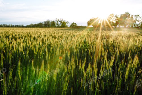 Preview: Green wheat field. Ripening ears of wheat field. Sunset light. Nice summer day