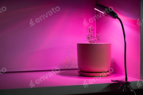 Preview: Lavender plant in pot under artificial pink light. Home plant cultivation and growth concept.