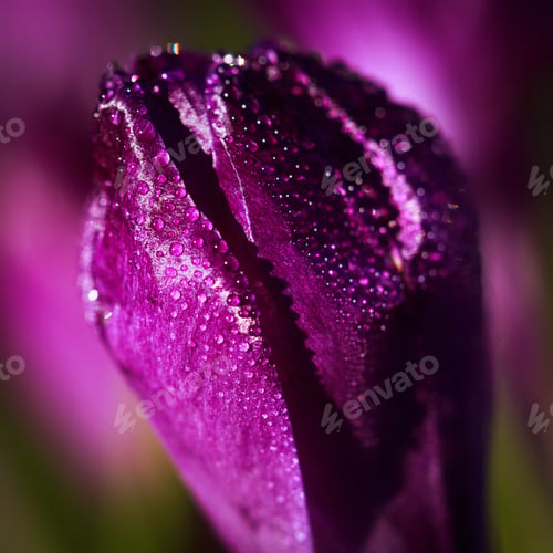 Preview: Dew drops of crocus flower