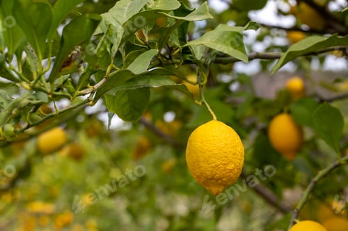 Preview: Yellow lemons on lemon tree