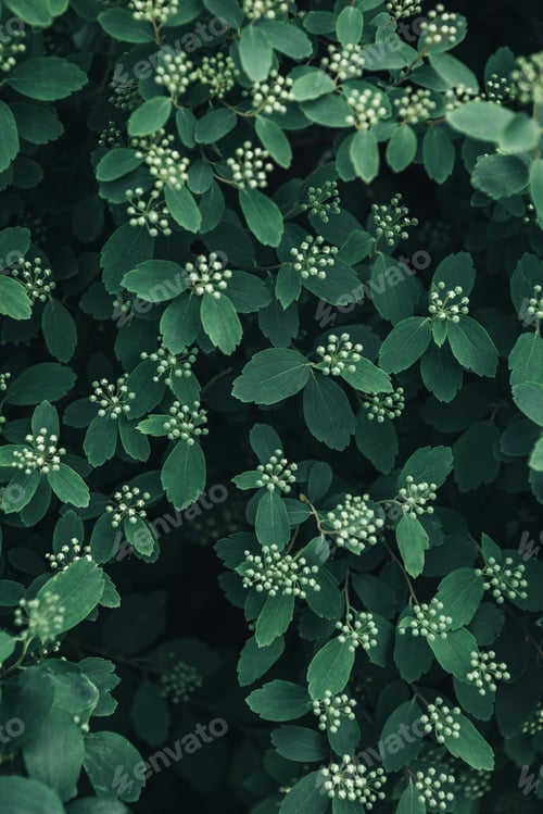 Preview: full frame image of green leaves with white flowers background