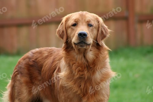 Preview: golden retriever, dog, pet, retriever