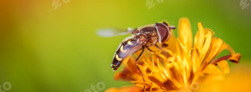 Preview: Bee collects nectar from flower crepis alpina