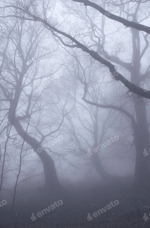 Preview: Misty fog in beech deciduous forest on mountain