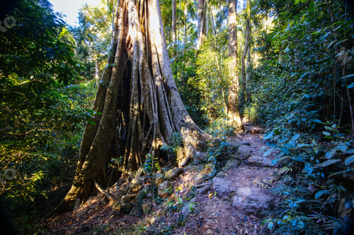 Preview: Kondalilla National Park in Queensland Australia