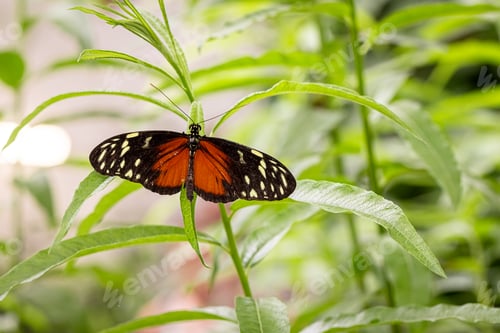 Preview: Rare butterfly Heliconius hecale living in the rainforest.