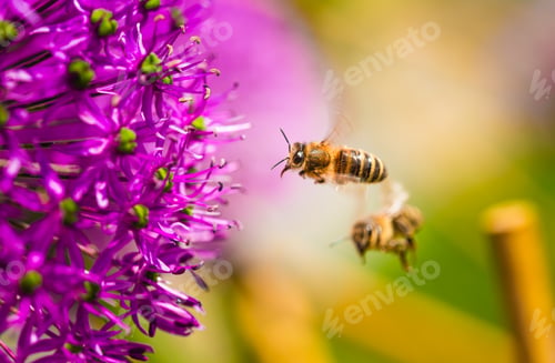Preview: Two busy bees are joyfully flying around a vibrant purple flower