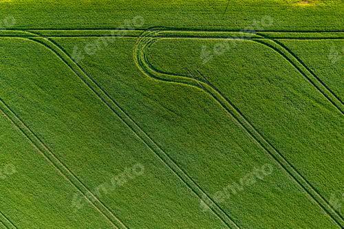 Preview: green agricultural field from above vith stripes