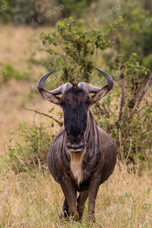 Preview: Wildebeest Migration Great Movement Wild Wildlife Animals Landscapes Safaris Travels