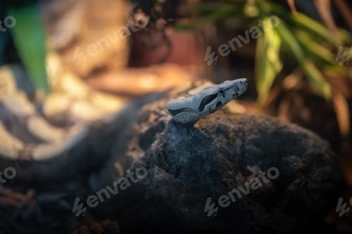 Preview: Boa Constrictor snake (Boa constrictor)