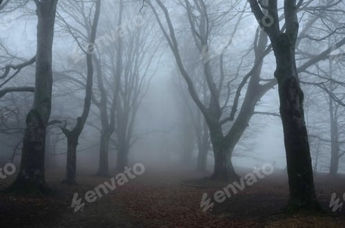 Preview: Misty forest, spooky woodland, France countryside
