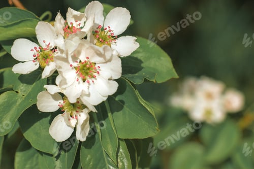 Preview: Beautiful pear tree in blossom. White flowers and buds. Spring blooming floral background. N