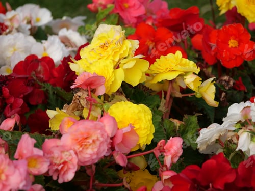 Preview: Vibrant bouquet with begonia flowers in all colours