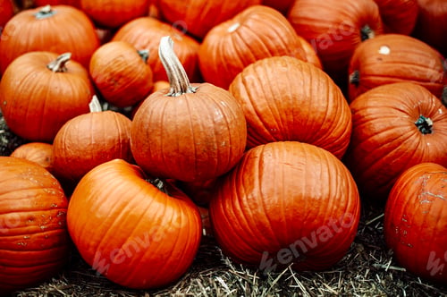 Preview: autumn farm orange pumpkin halloween