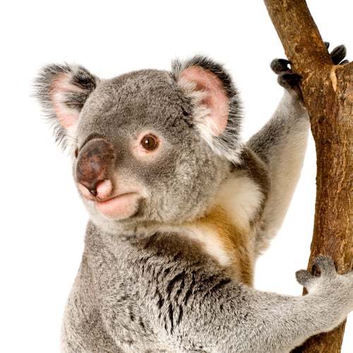 Vorschau: Koala