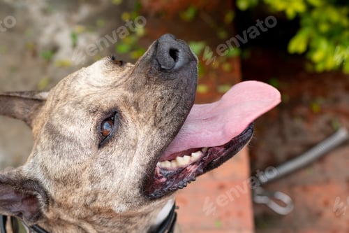 Preview: Portrait of pit bull panting and sticking out his tongue.