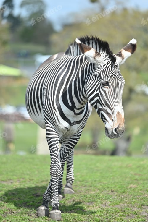 Preview: Majestic zebra standing in a lush green grassy area