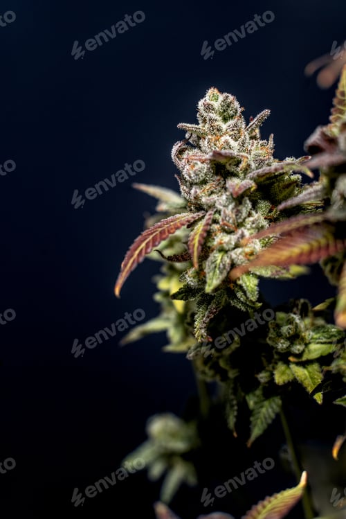 Preview: Vertical shot of a flowered kush cannabis plant on a dark background