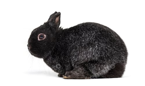 Preview: Dwarf rabbit, sitting against white background