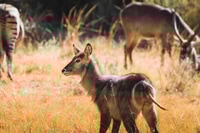 Preview: Waterbuck in the Kruger National safari park in South Africa