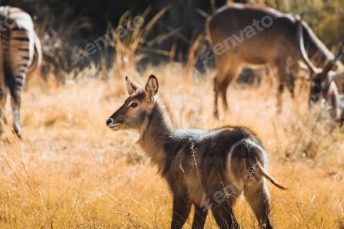 Preview: Waterbuck in the Kruger National safari park in South Africa