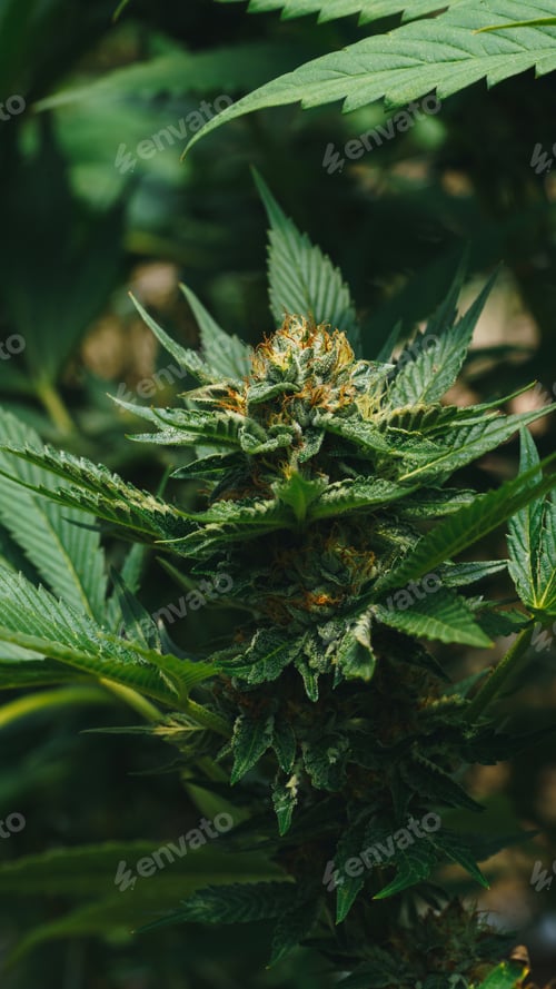 Preview: close up shot of marihuana bud blooming