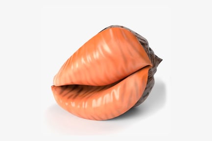 Preview: Striated Seashell with Dark Base