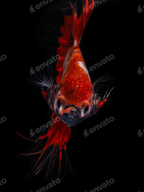 Preview: fighting fish