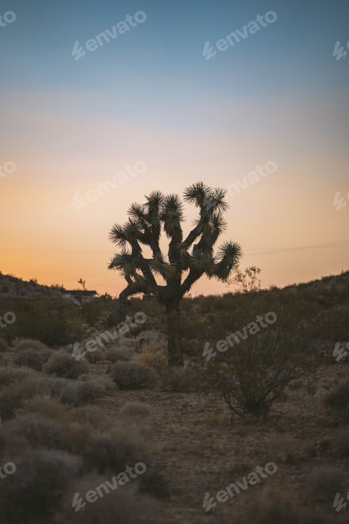 Preview: Joshua Tree in the Desert