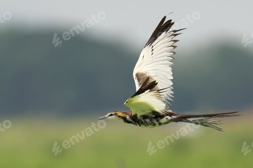 Preview: Pheasant-tailed jacana in flight against a backdrop of lush green trees and grass
