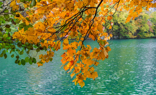 Preview: Autumn tree with bright yellow leaves against a blue lake at Plitvice Lakes national park