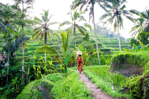 Preview: Woman at Tegalalang rice terrace in Bali