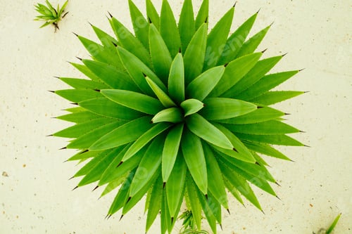 Preview: green eco plant background. agave plant. abstract backdrop