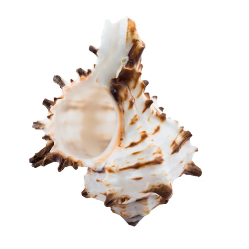 Preview: Sea Shell on a white background