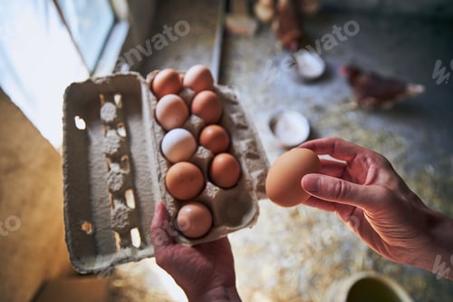 Preview: Man collecting eggs to tray at small organic farm.