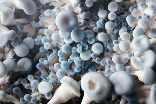 Preview: Close up of cultivated blue oyster mushrooms growing in fungi farm